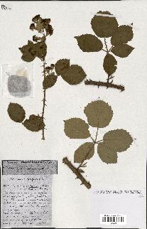 spécimen de Rubus ass-rub