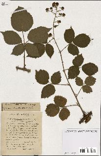 spécimen de Rubus ass-rub
