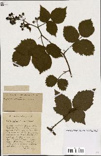 spécimen de Rubus ass-rub