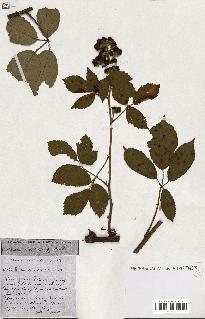 spécimen de Rubus ass-rub