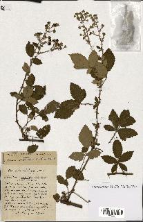 spécimen de Rubus ass-rub