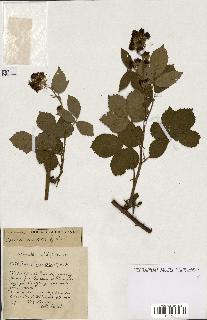 spécimen de Rubus ass-rub