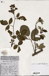 spécimen de Rubus ass-rub