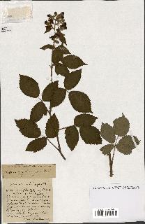 spécimen de Rubus ass-rub