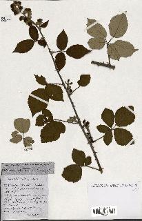 spécimen de Rubus ass-rub