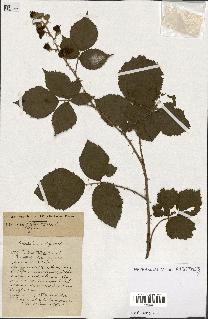spécimen de Rubus ass-rub
