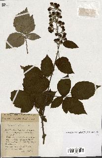 spécimen de Rubus ass-rub