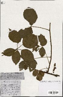 spécimen de Rubus ass-rub
