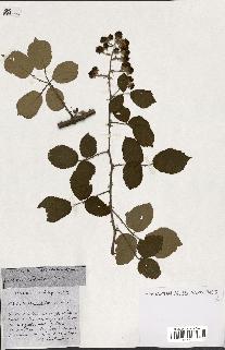 spécimen de Rubus ass-rub