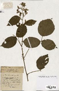 spécimen de Rubus ass-rub