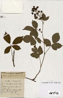 spécimen de Rubus ass-rub