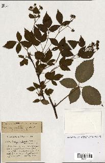 spécimen de Rubus ass-rub