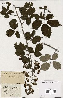 spécimen de Rubus ass-rub