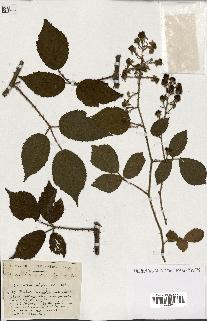 spécimen de Rubus ass-rub