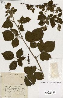 spécimen de Rubus ass-rub