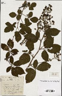 spécimen de Rubus ass-rub