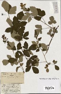 spécimen de Rubus ass-rub