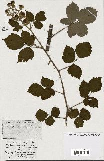 spécimen de Rubus ass-rub