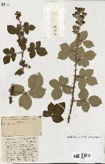 spécimen de Rubus ass-rub