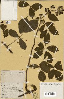 spécimen de Rubus ass-rub