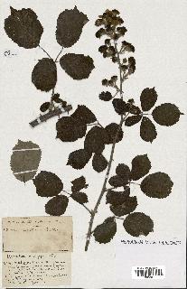 spécimen de Rubus ass-rub
