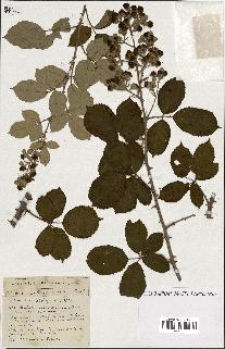 spécimen de Rubus ass-rub