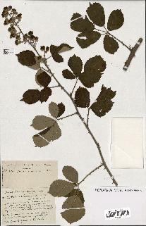 spécimen de Rubus ass-rub