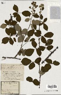 spécimen de Rubus ass-rub