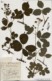 spécimen de Rubus ass-rub