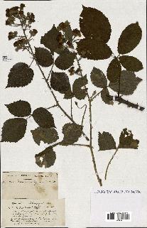 spécimen de Rubus ass-rub