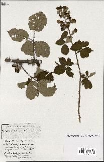 spécimen de Rubus ass-rub