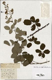 spécimen de Rubus ass-rub