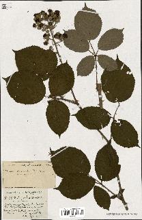 spécimen de Rubus ass-rub