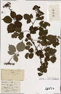 spécimen de Rubus ass-rub
