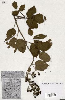spécimen de Rubus ass-rub