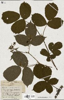 spécimen de Rubus ass-rub