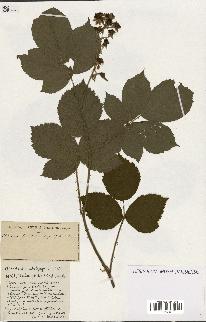 spécimen de Rubus ass-rub