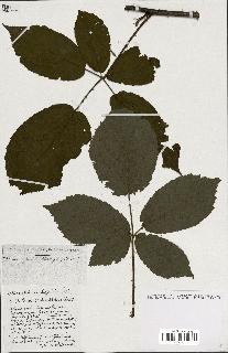 spécimen de Rubus ass-rub
