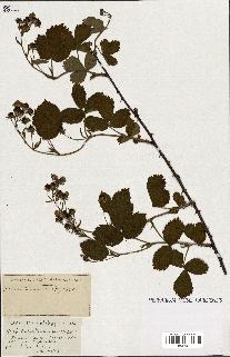 spécimen de Rubus ass-rub