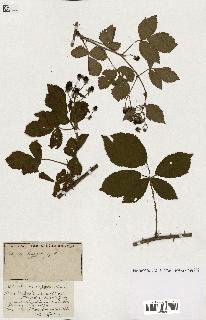 spécimen de Rubus ass-rub