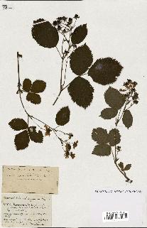 spécimen de Rubus ass-rub