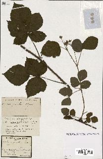 spécimen de Rubus ass-rub