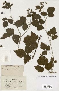 spécimen de Rubus ass-rub
