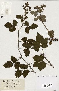 spécimen de Rubus ass-rub