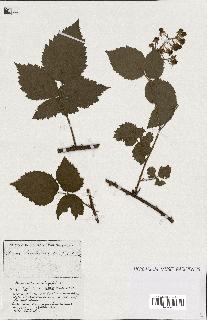 spécimen de Rubus ass-rub