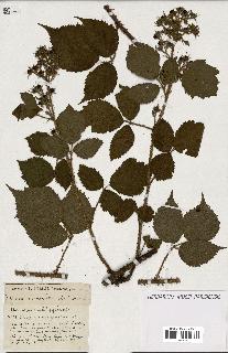 spécimen de Rubus ass-rub