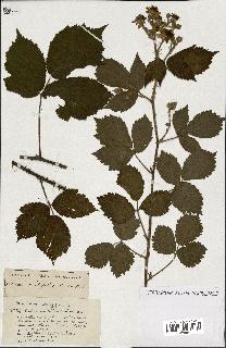 spécimen de Rubus ass-rub