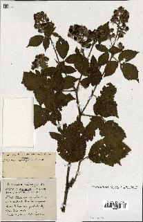 spécimen de Rubus ass-rub