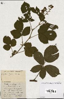 spécimen de Rubus ass-rub