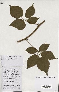spécimen de Rubus ass-rub